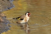 Oiseaux Chardonneret élégant (Carduelis carduelis)