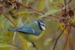 Oiseaux Mésange bleue (Cyanistes caeruleus)