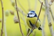 Oiseaux Mésange bleue (Cyanistes caeruleus)