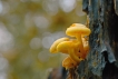 Autres Hypholome en touffe (Hypholoma fasciculare)