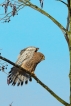 Oiseaux Faucon crécerelle (Falco tinnunculus)