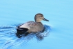 Oiseaux Canard chipeau (Mareca strepera)