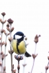 Oiseaux Mésange charbonnière (Parus major)