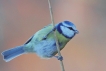 Oiseaux Mésange bleue (Cyanistes caeruleus)