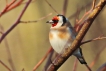 Oiseaux Chardonneret élégant (Carduelis carduelis)