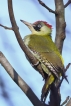 Oiseaux Pic vert (Picus viridis)