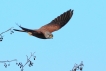 Oiseaux Faucon crécerelle (Falco tinnunculus)