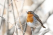 Oiseaux Rouge-gorge familier (Erithacus rubecula)