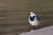 Oiseaux Bergeronnette grise (Motacilla alba)