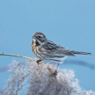 Oiseaux Bruant des roseaux (Emberiza schoeniclus)