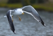 Oiseaux Goéland leucophée (Larus michahellis)