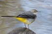 Oiseaux Bergeronnette des ruisseaux (Motacilla cinerea)