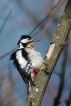 Oiseaux Pic épeiche (Dendrocopos major)