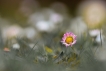 Flore Pâquerette (Bellis perennis)