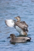 Oiseaux Canard chipeau (Mareca strepera)