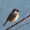 Oiseaux Tarier pâtre (Saxicola rubicola)