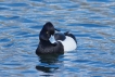 Oiseaux Fuligule morillon (Aythya fuligula)