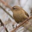 Oiseaux Troglodyte mignon (Troglodytes troglodytes)