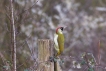 Oiseaux Pic vert (Picus viridis)