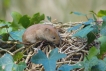 Mammifères Campagnol des bois (Myodes glareolus)