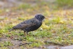 Oiseaux Etourneau sansonnet (Sturnus vulgaris)