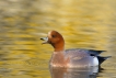 Oiseaux Canard siffleur (Mareca penelope)