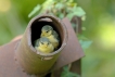 Oiseaux Mésange bleue (Cyanistes caeruleus)