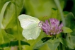 Insectes Citron (Gonepteryx rhamni)