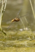 Insectes Libellule déprimée (Libellula depressa)