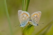 Insectes Argus bleu (Polyommatus icarus)