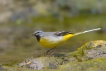 Oiseaux Bergeronnette des ruisseaux (Motacilla cinerea)