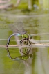 Insectes Anax empereur (Anax imperator)