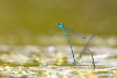 Insectes agrion jouvencelle (Coenagrion puella)