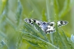 Insectes Demi-deuil (Melanargia galathea)