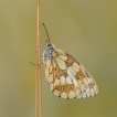 Insectes Demi-deuil (Melanargia galathea)