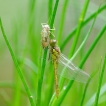 Insectes Sympétrum strié (Sympetrum striolatum)