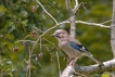 Oiseaux Geai des chènes (Garrulus glandarius)