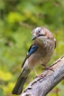  Geai des chènes (Garrulus glandarius)