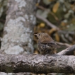 Oiseaux Accenteur mouchet (Prunella modularis)