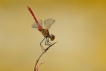 Insectes Sympétrum rouge sang (Sympetrum sanguineum)