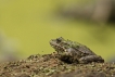 Amphibiens Grenouille verte \