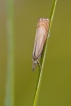 Insectes Crambus des jardins (Chrysoteuchia culmella)