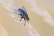 Insectes Mouche à damier (Sarcophaga cf. carnaria)