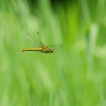 Insectes Sympétrum rouge sang (Sympetrum sanguineum)