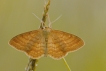 Insectes Acidalie ocreuse (Idaea ochrata)