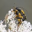 Insectes Lepture tacheté (Rutpela maculata)
