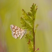 Insectes Réseau (Chiasmia clathrata)