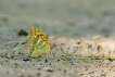 Insectes Tabac d\'Espagne (Argynnis paphia)