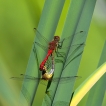 Insectes Sympétrum rouge sang (Sympetrum sanguineum)