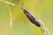 Insectes Zygène de la Filipendule (Zygaena filipendulae)